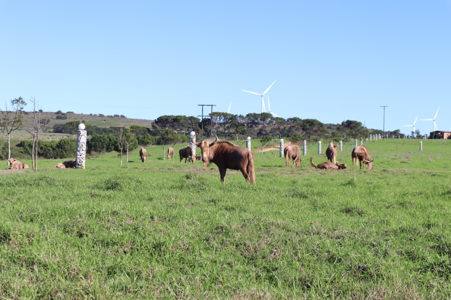0 Bedroom Property for Sale in Twin Valley Eastern Cape